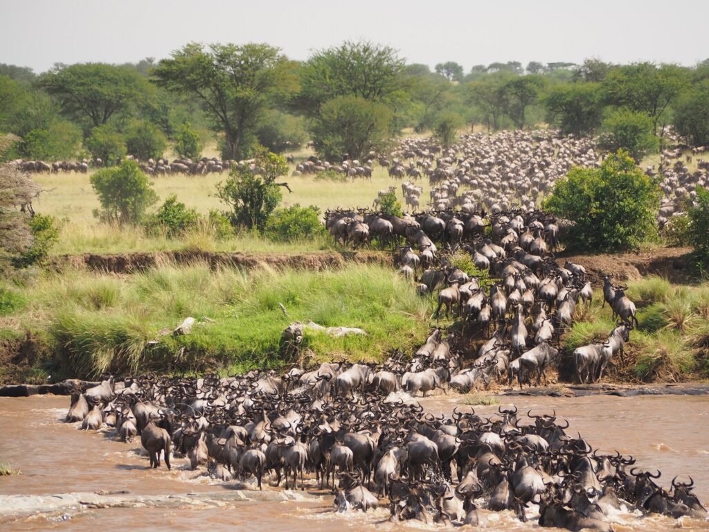 African Luxury Tanzania Safari