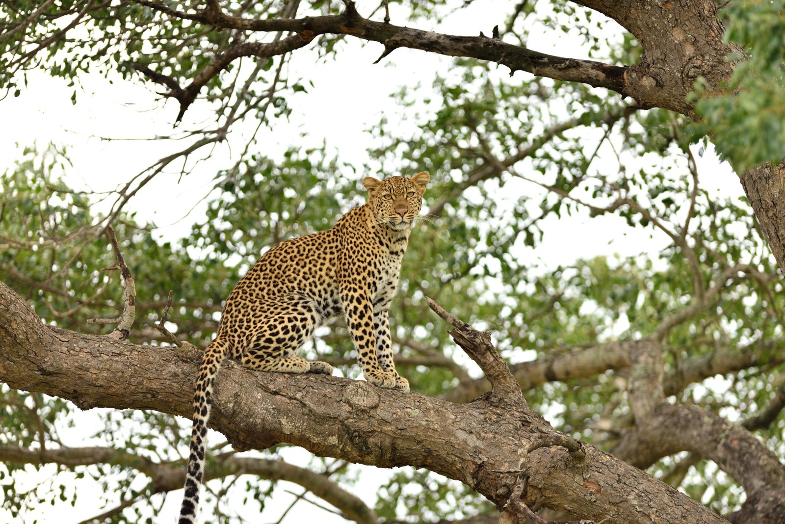 A magnificent African leopard on a branch of a tree captured in the African jungles